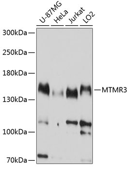 MTMR3 Antibody