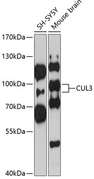 CUL3 Antibody