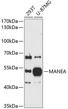 MANEA Antibody