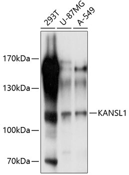 KANSL1 Antibody