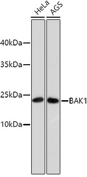BAK1 Antibody