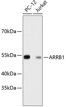 ARRB1 Antibody [F7C2]