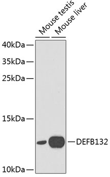 DEFB132 Antibody