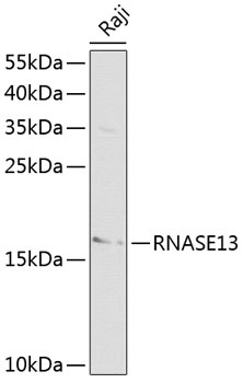 RNASE13 Antibody