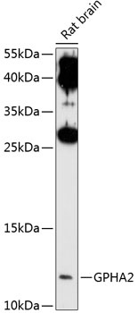 GPHA2 Antibody