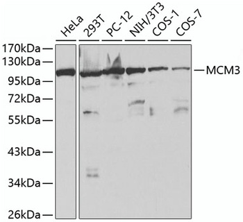 MCM3 Antibody