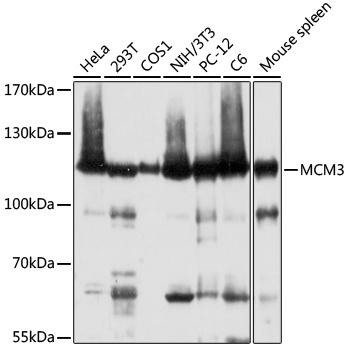 MCM3 Antibody