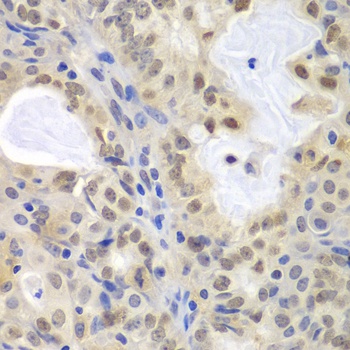 MCM3 Antibody