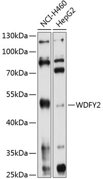 WDFY2 Antibody