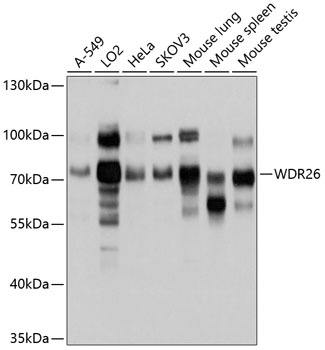 WDR26 Antibody