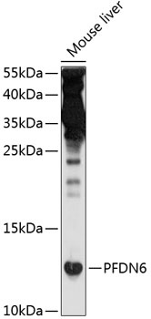 PFDN6 Antibody