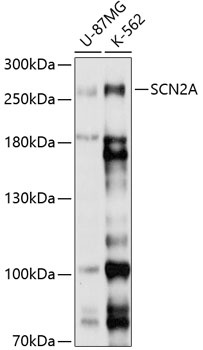 SCN2A Antibody