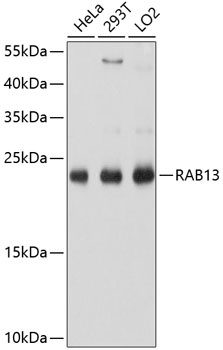 RAB13 Antibody