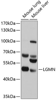 LGMN Antibody