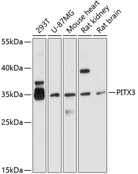 PITX3 Antibody