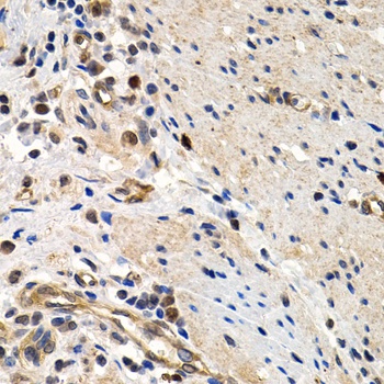 MCM2 Antibody