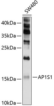 AP1S1 Antibody