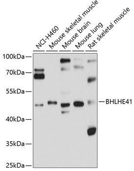 BHLHE41 Antibody