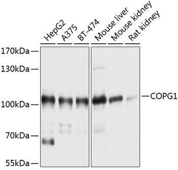 COPG1 Antibody