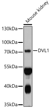 DVL1 Antibody