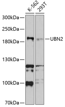 UBN2 Antibody