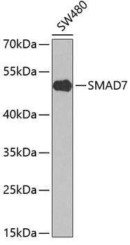 SMAD7 Antibody