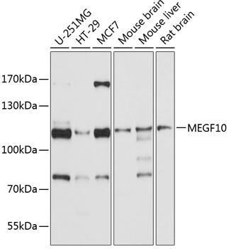 MEGF10 Antibody