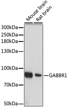 GABBR1 Antibody