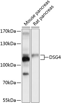 DSG4 Antibody