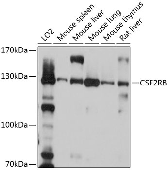 CSF2RB Antibody