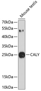 CALY Antibody