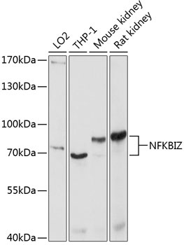 NFKBIZ Antibody