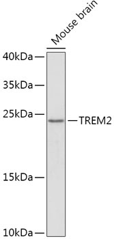 TREM2 Antibody