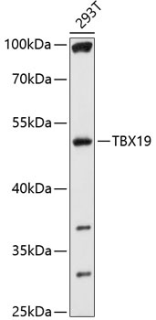 TBX19 Antibody
