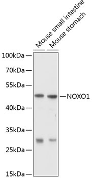 NOXO1 Antibody