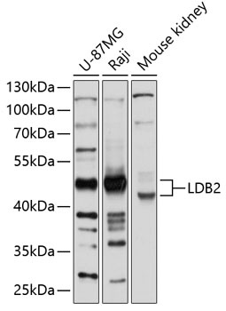 LDB2 Antibody