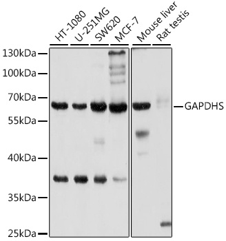 GAPDHS Antibody