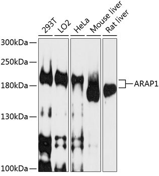 ARAP1 Antibody