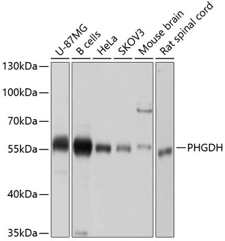 PHGDH Antibody