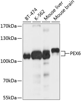 PEX6 Antibody