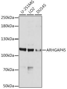 ARHGAP45 Antibody