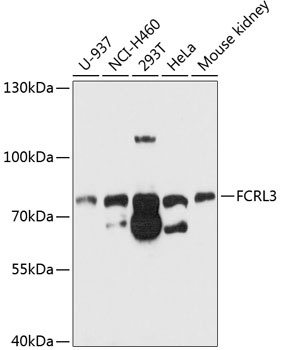 FCRL3 Antibody