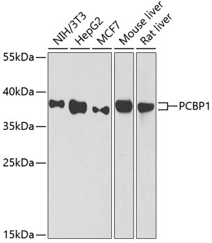 PCBP1 Antibody