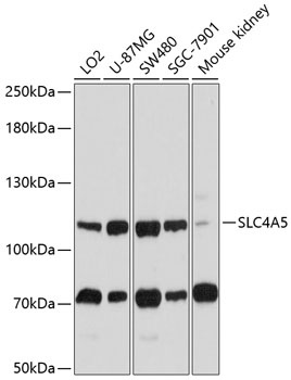 SLC4A5 Antibody