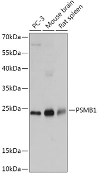 PSMB1 Antibody