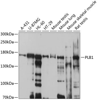 PLB1 Antibody