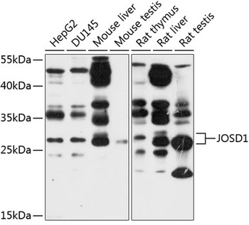 JOSD1 Antibody