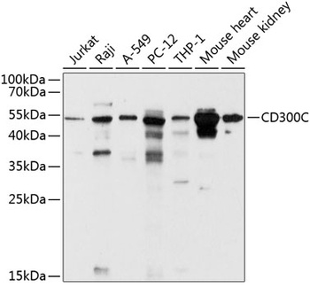 CD300C Antibody