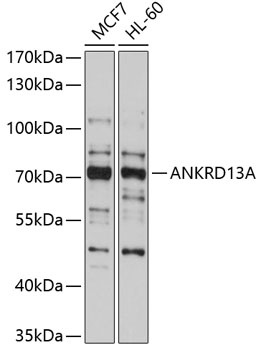 ANKRD13A Antibody