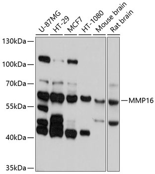 MMP16 Antibody